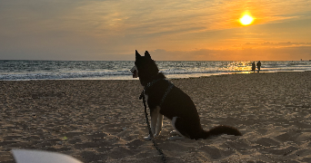 calypso pet sitter à Villeurbanne 69100_1