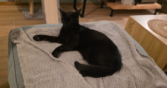 eva pet sitter à NEUVILLE DE POITOU 86170_2