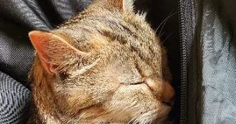 sophia pet sitter à PARIS 20 75020