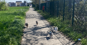 marielle dog sitter à WITTENHEIM 68270_5