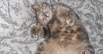 léa pet sitter à VILLENEUVE SUR LOT 47300_1