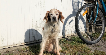 sarah pet sitter à TOULOUSE 31200_6