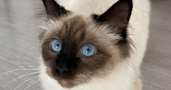 laurine  pet sitter à CHATENOIS 67730_0