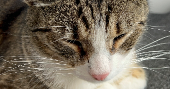 mathilde pet sitter à STRASBOURG 67000_0