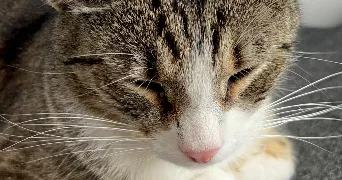 mathilde pet sitter à STRASBOURG 67000
