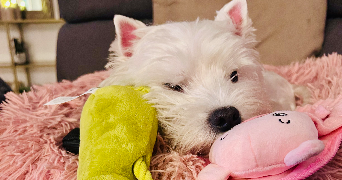 constance pet sitter à CHENNEVIERES SUR MARNE 94430_2