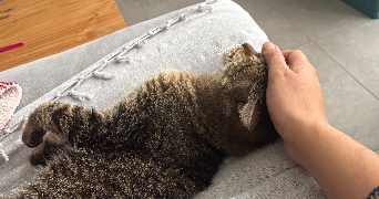 mohana pet sitter à POITIERS 86000_7