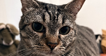 agathe pet sitter à PULNOY 54425_1
