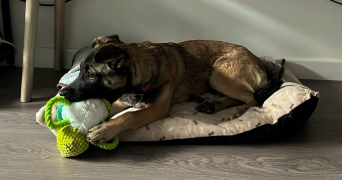 marina dog sitter à RUEIL MALMAISON 92500_7