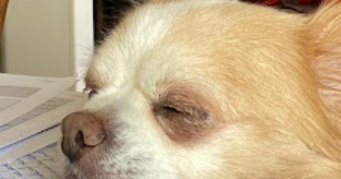 emilie pet sitter à WATTIGNIES 59139_3