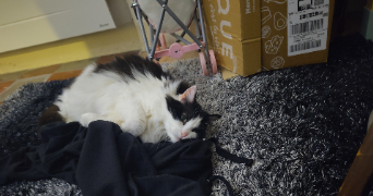 marie pet sitter à ORANGE 84100_1