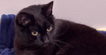 clarisse pet sitter à MESNIL RAOUL 76520_1