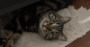 eva pet sitter à MONTIGNY LE BRETONNEUX 78180_1