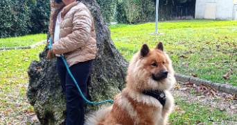 irfan pet sitter à EPINAY SUR ORGE 91360_1