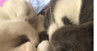 elya pet sitter à ST OMER 62500_2