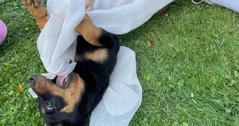 lou-ann pet sitter à LILLE 59800_1