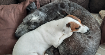 cylio pet sitter à FONTENAY AUX ROSES 92260_7