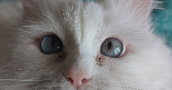 noemie pet sitter à L EGUILLE 17600_4