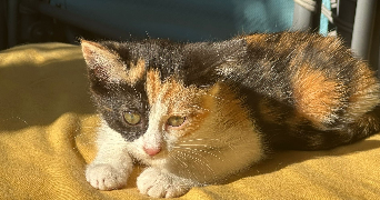 marion pet sitter à AMIENS 80090_3