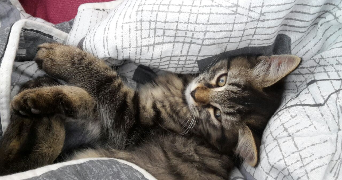 maële pet sitter à PARIS 09 75009_2