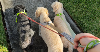 anael pet sitter à PERPIGNAN 66000_5