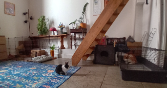 sarah pet sitter à MONTPELLIER 34000_4