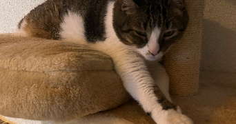 julie pet sitter à FREJUS 83600_3