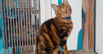 anwar pet sitter à POISSY 78300_4