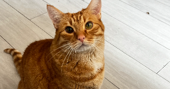 sahra pet sitter à SARTROUVILLE 78500_4
