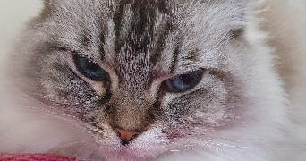 kari pet sitter à ST CHRISTOL 84390_7
