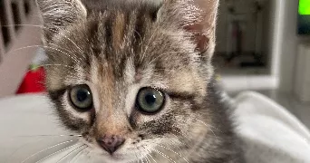 marie pet sitter à CASTILLON D ARTHEZ 64370