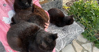 marion pet sitter à CHATILLON 92320_5