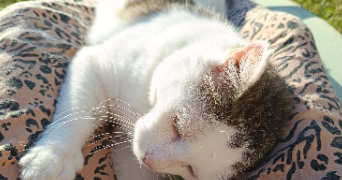 marie pet sitter à NOINTEL 95590_2