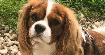 henri orsinet pet sitter à LES AUTHIEUX 27220