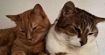 marion pet sitter à Berck 62600_2