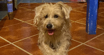 miriam pet sitter à BORDEAUX 33000_5
