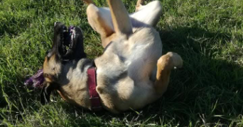deborah pet sitter à BEAUVOISIN 30640_4
