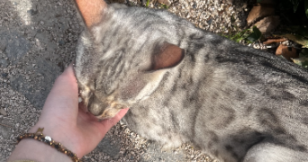 suzanne cat sitter à PARIS 19 75019_3