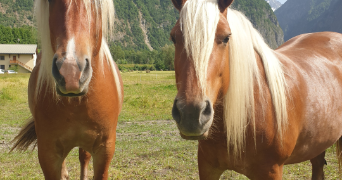 léonie pet sitter à LE BOURG D OISANS 38520_1