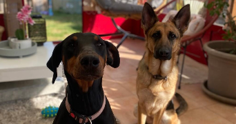 anaelle pet sitter à REIMS 51100_1