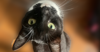 maëlyn pet sitter à VITRE 35500_1
