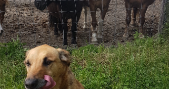 adeline pet sitter à PHALEMPIN 59133_6