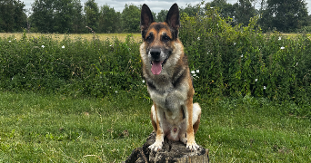 andrea pet sitter à BARACE 49430_1