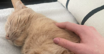 sophie pet sitter à MARQUETTE LEZ LILLE 59520_6