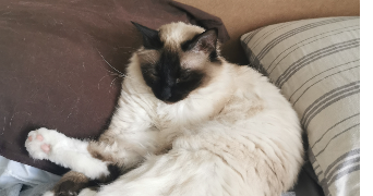 chloé pet sitter à Aix Les Bains 73100_2