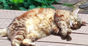 sabrina pet sitter à PANTIN 93500_2
