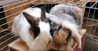 léna pet sitter à Aubagne 13400_7