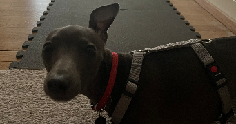 elisa pet sitter à MONTIGNY LES METZ 57950_5