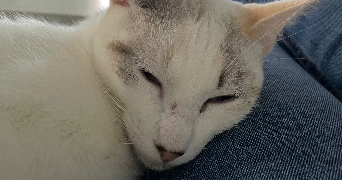 ophélie pet sitter à Beynes 78650_7