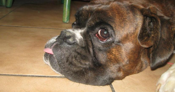 camille pet sitter à BAILLEUL 59270_7